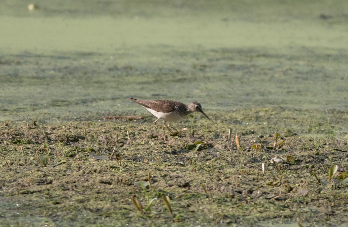 Solitary Sandpiper - ML621904656