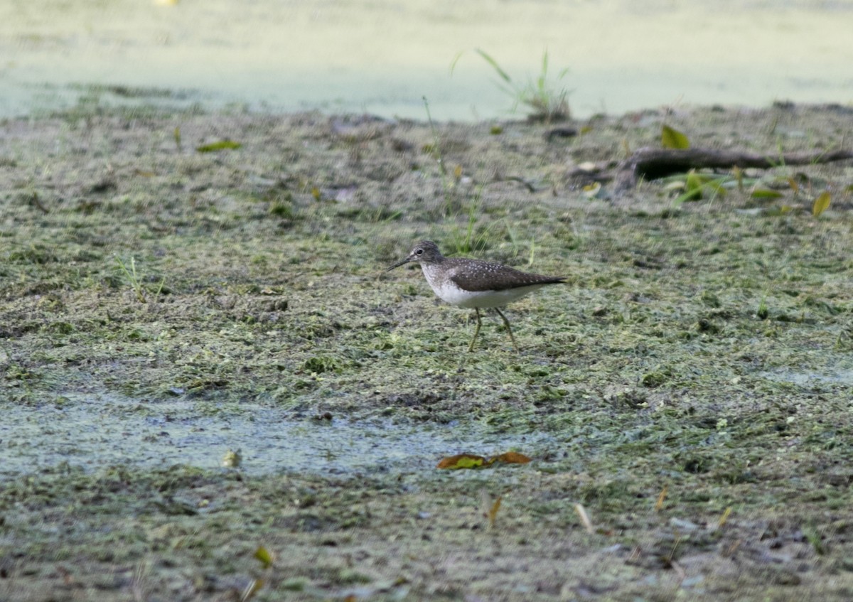 Solitary Sandpiper - ML621904657