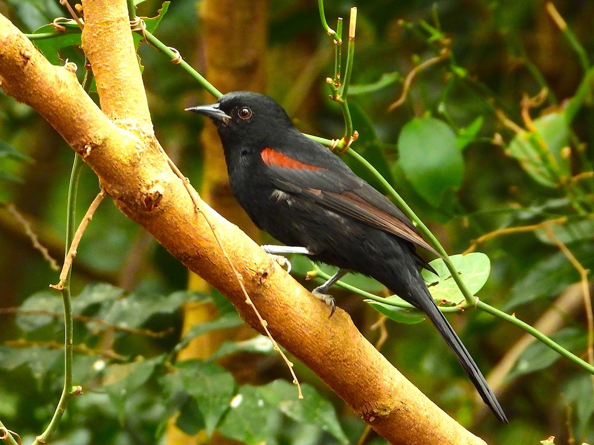 Variable Oriole - ML621904671