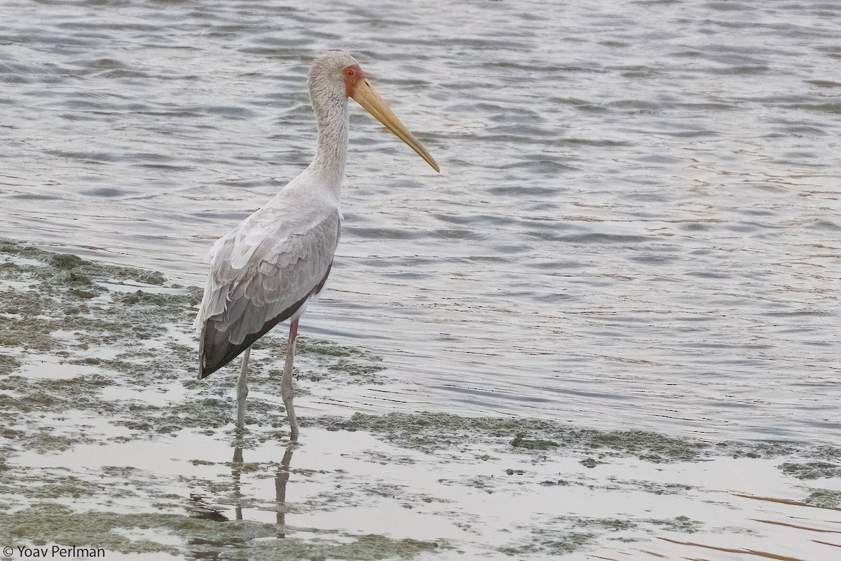 Yellow-billed Stork - ML621904782