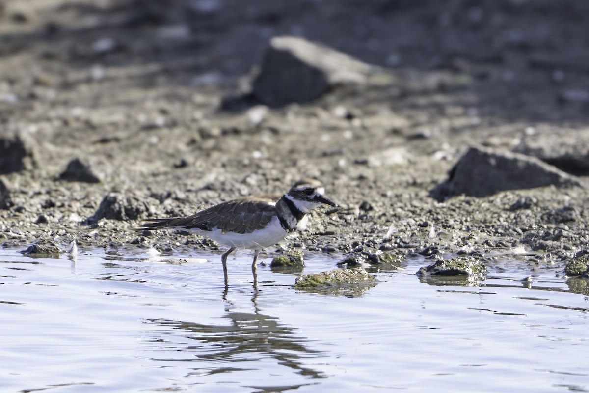 Killdeer - ML621904818