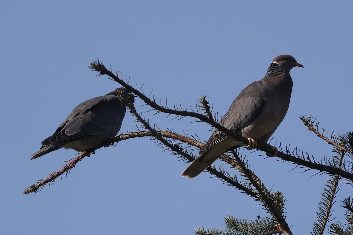 Band-tailed Pigeon - ML621904821