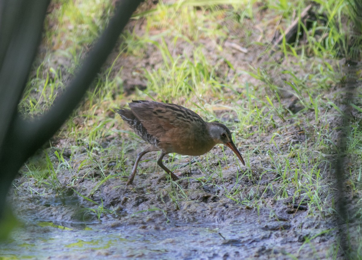 Virginia Rail - ML621904829