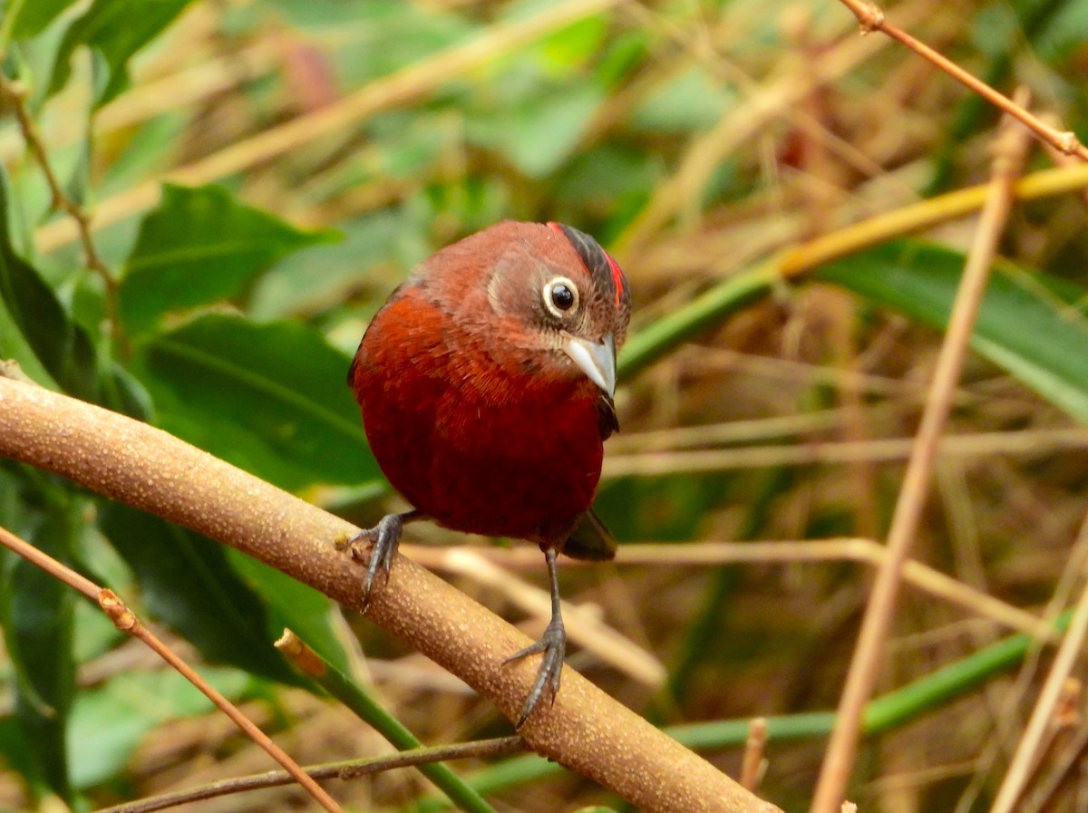 Red-crested Finch - ML621904830