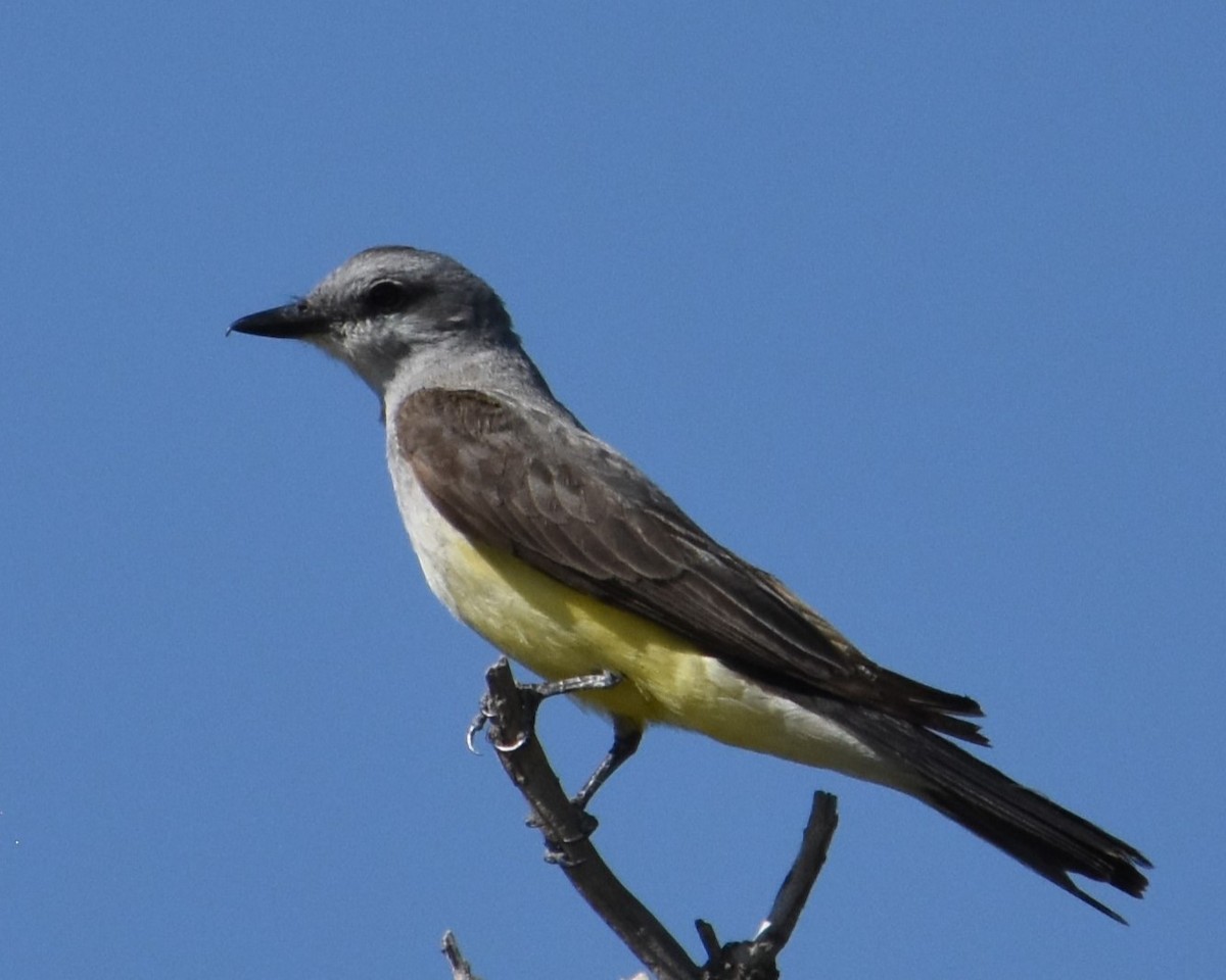 Western Kingbird - ML621904834