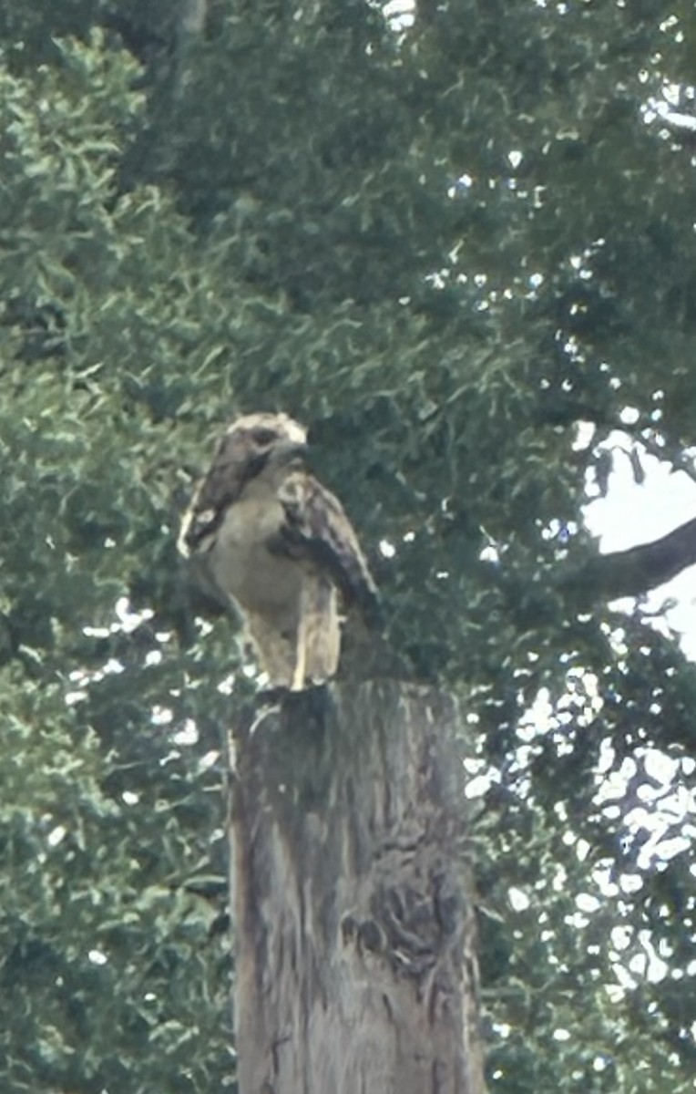 Swainson's Hawk - Mike Johnson