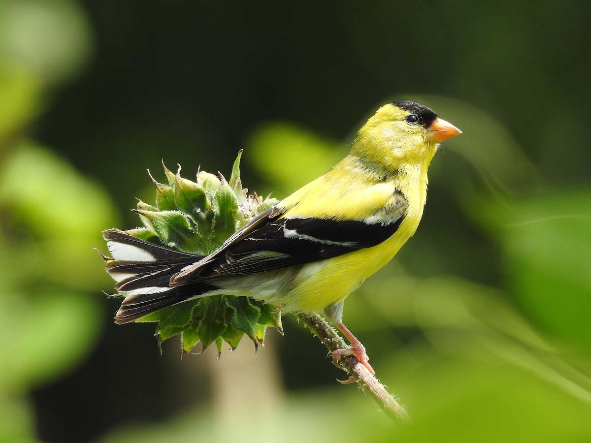 American Goldfinch - ML621905034
