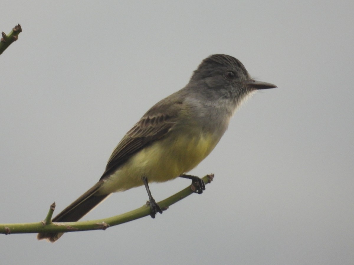 Sooty-crowned Flycatcher - ML621905049