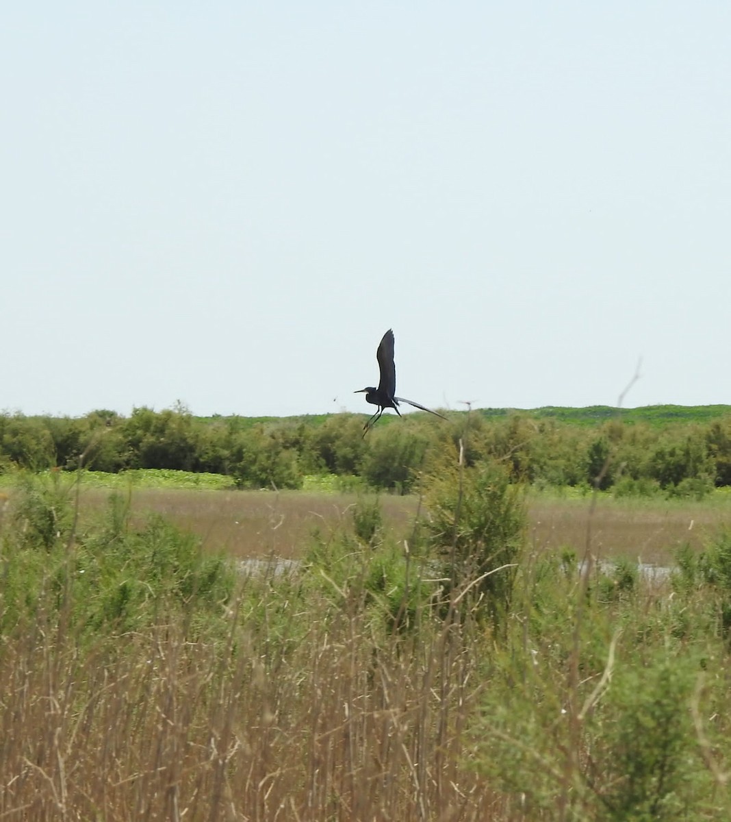 Western Reef-Heron - ML621905057