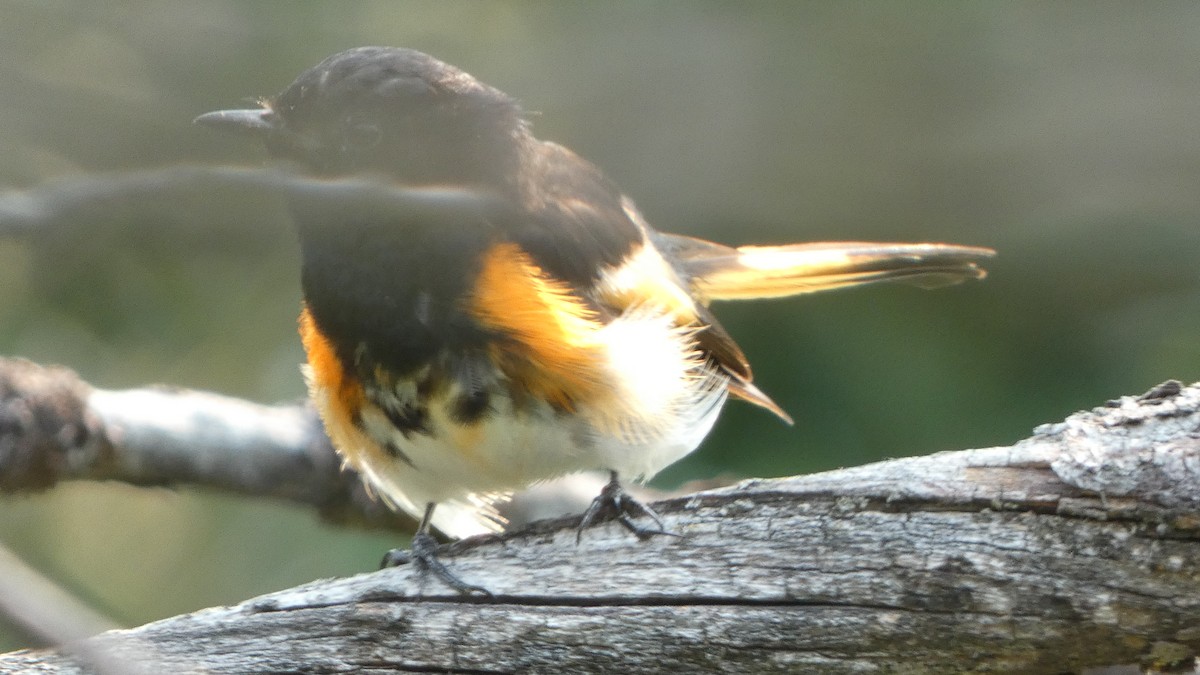 American Redstart - ML621905201