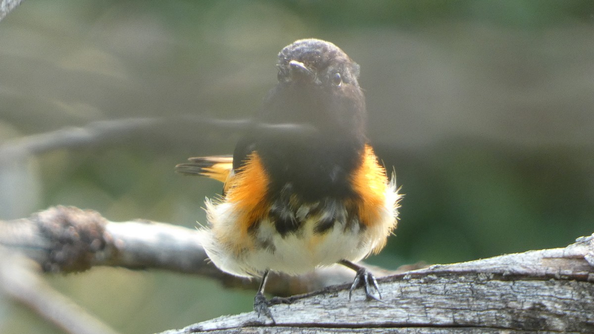 American Redstart - ML621905214