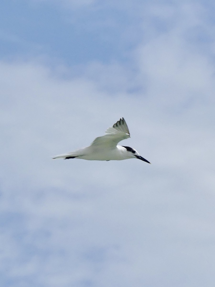 Sandwich Tern - ML621905264