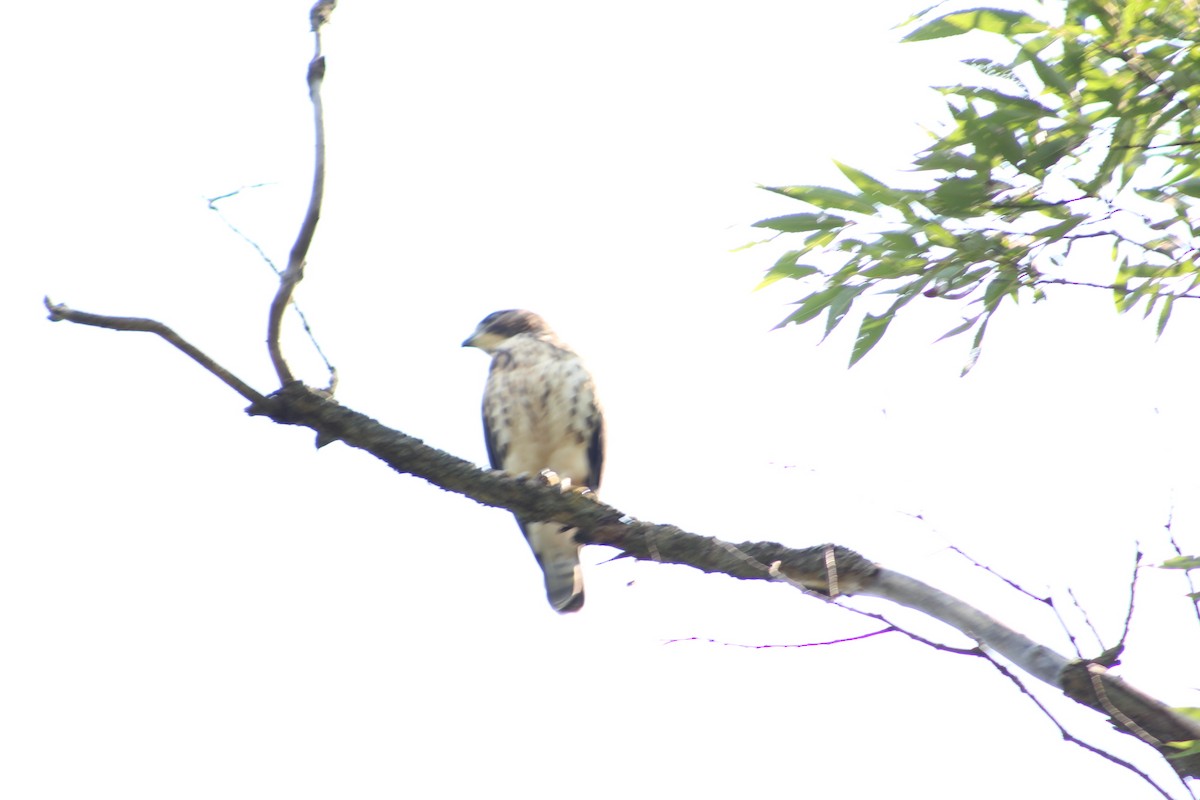 Broad-winged Hawk - ML621905337