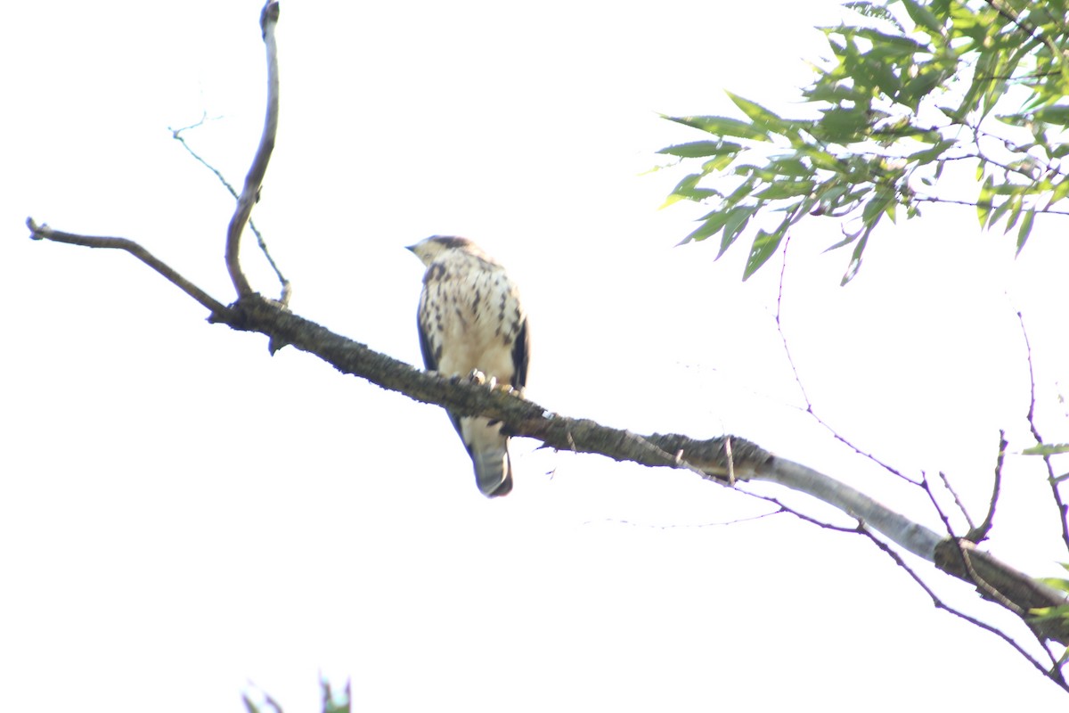 Broad-winged Hawk - ML621905338