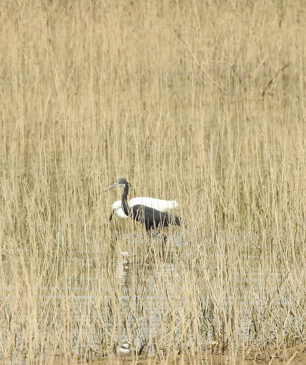 Western Reef-Heron - ML621905339