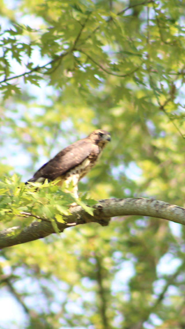 Broad-winged Hawk - ML621905346