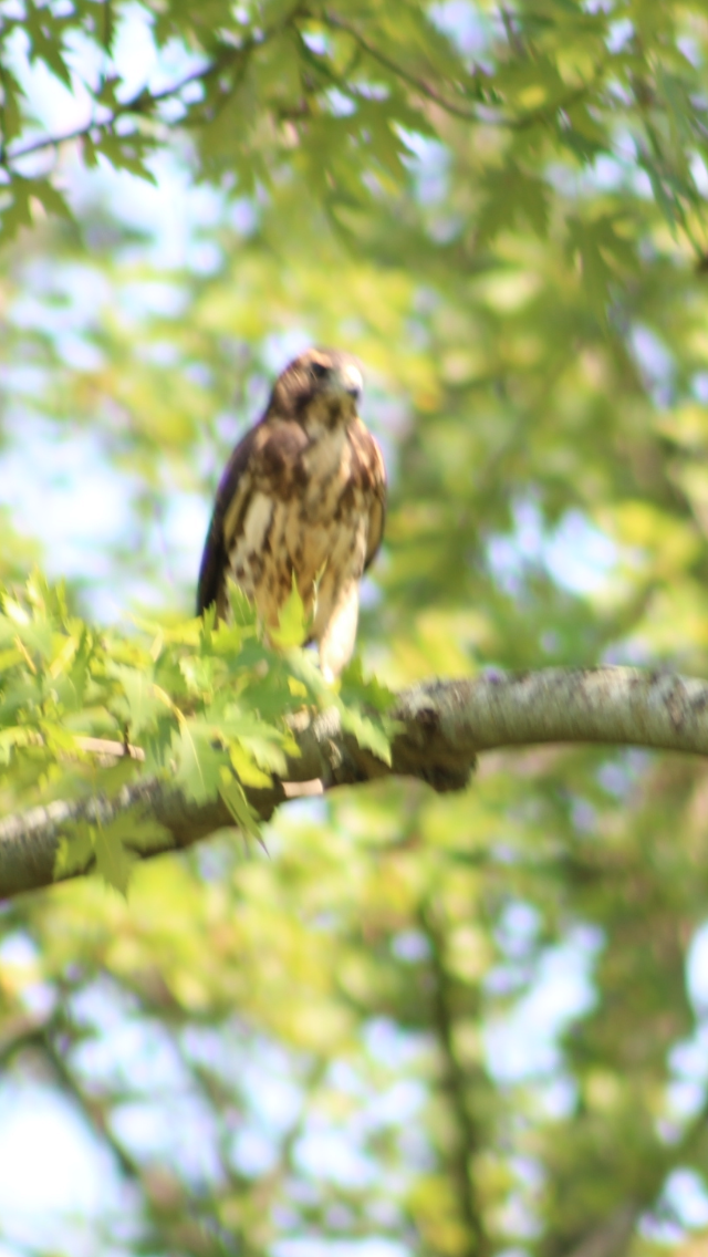 Broad-winged Hawk - ML621905347