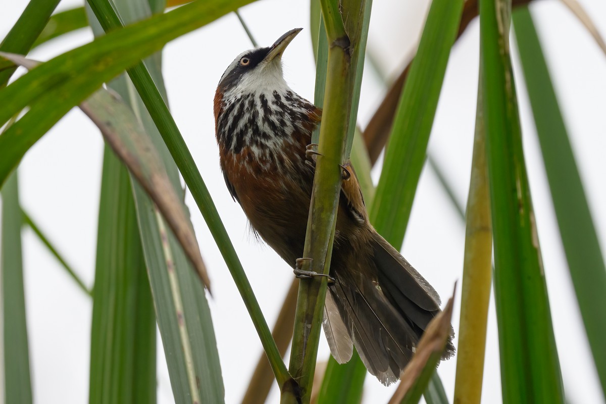 Taiwan Scimitar-Babbler - ML621905401