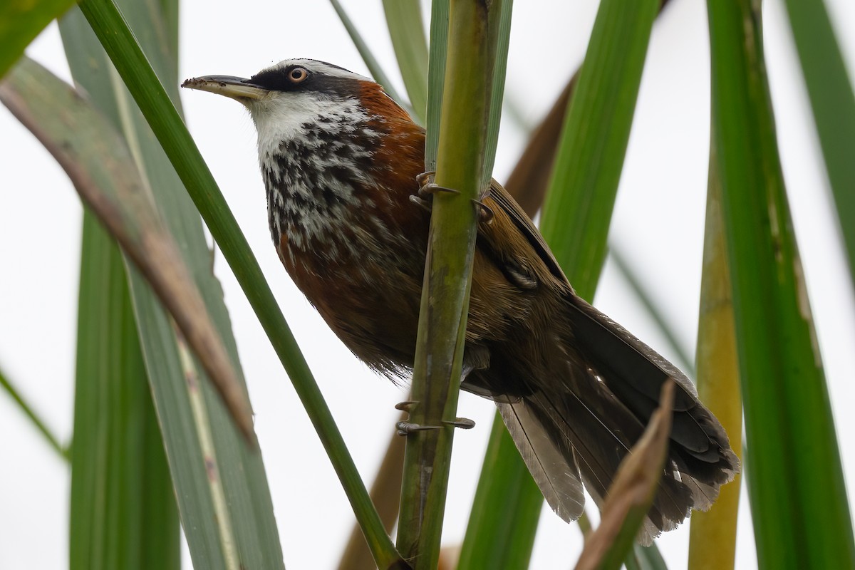 Taiwan Scimitar-Babbler - ML621905404