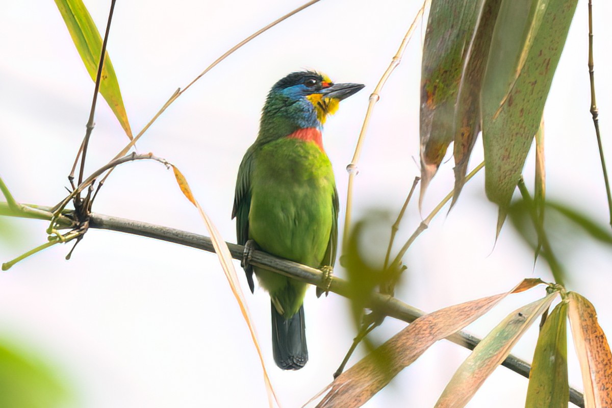 Taiwan Barbet - ML621905409