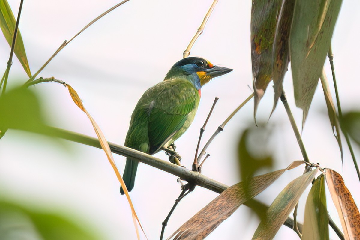 Taiwan Barbet - ML621905413