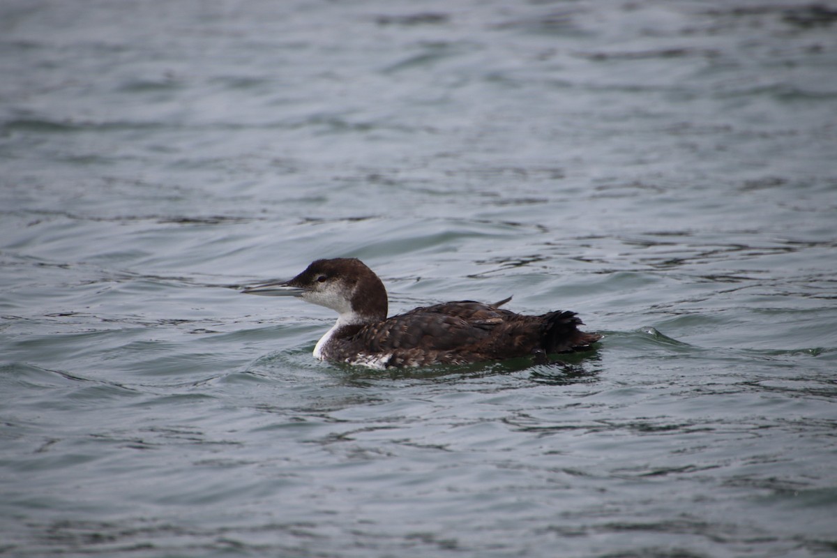 Common Loon - ML621905425