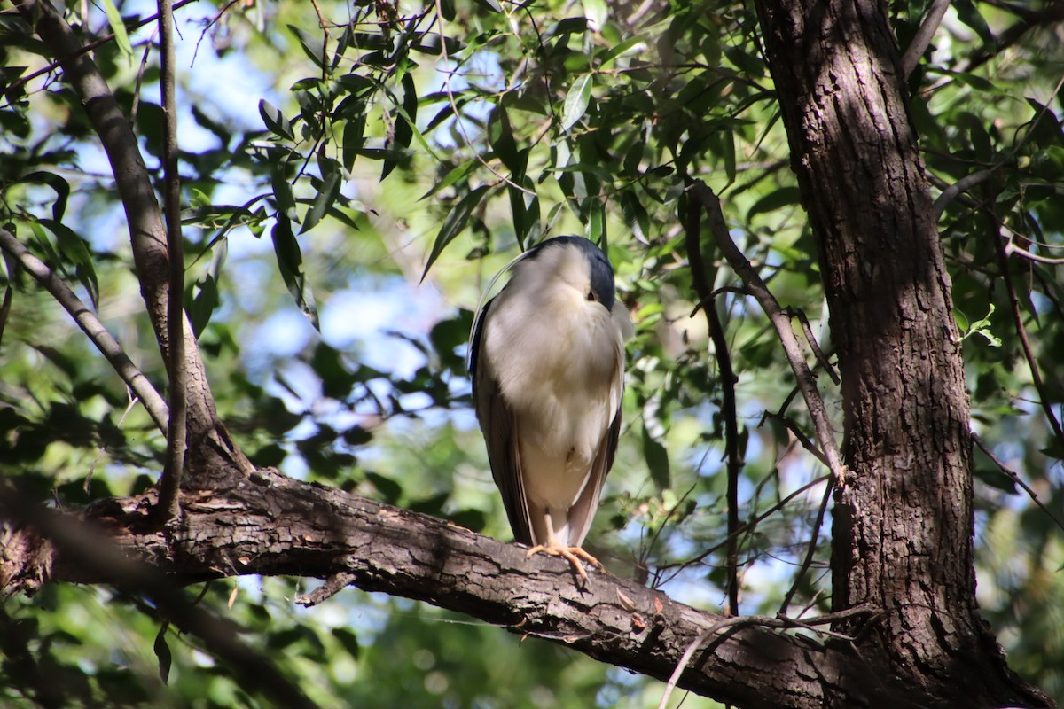 Black-crowned Night Heron - ML621905437