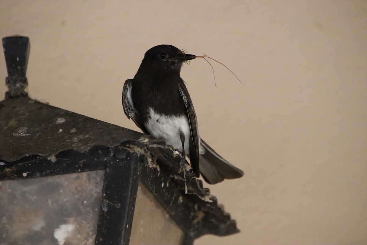 Black Phoebe - ML621905441