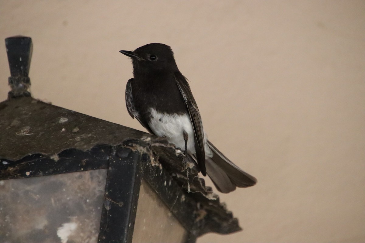 Black Phoebe - ML621905442