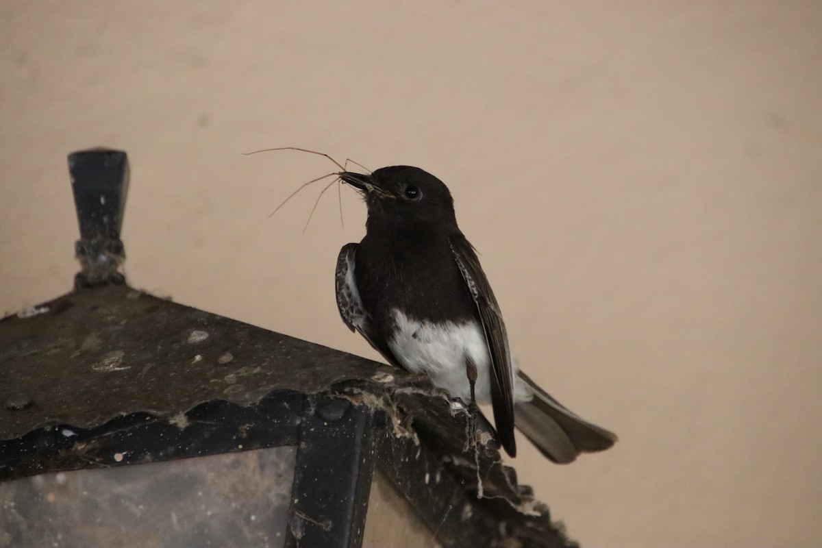 Black Phoebe - ML621905443