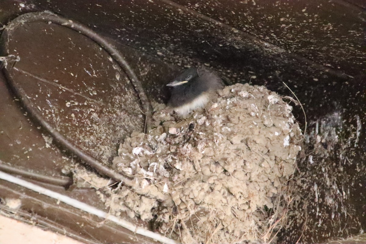 Black Phoebe - ML621905465