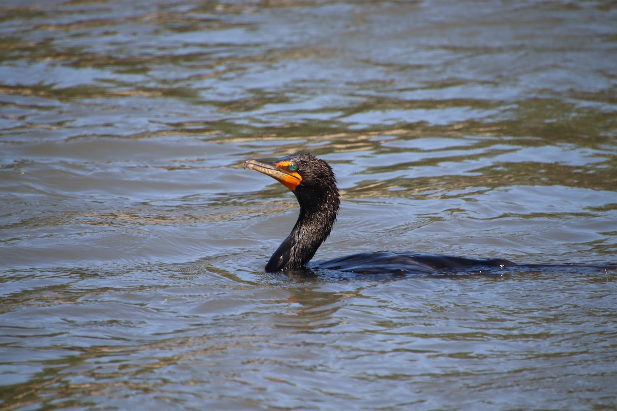 Double-crested Cormorant - ML621905485
