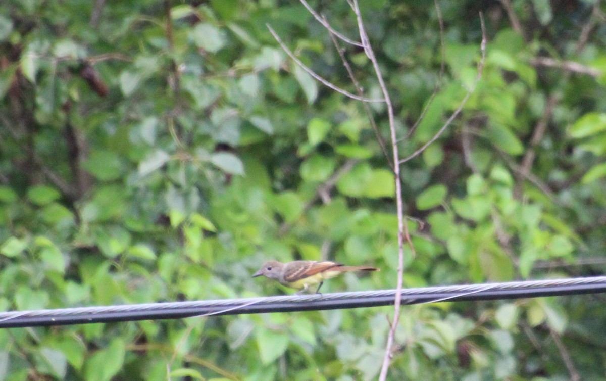 Great Crested Flycatcher - ML621905522