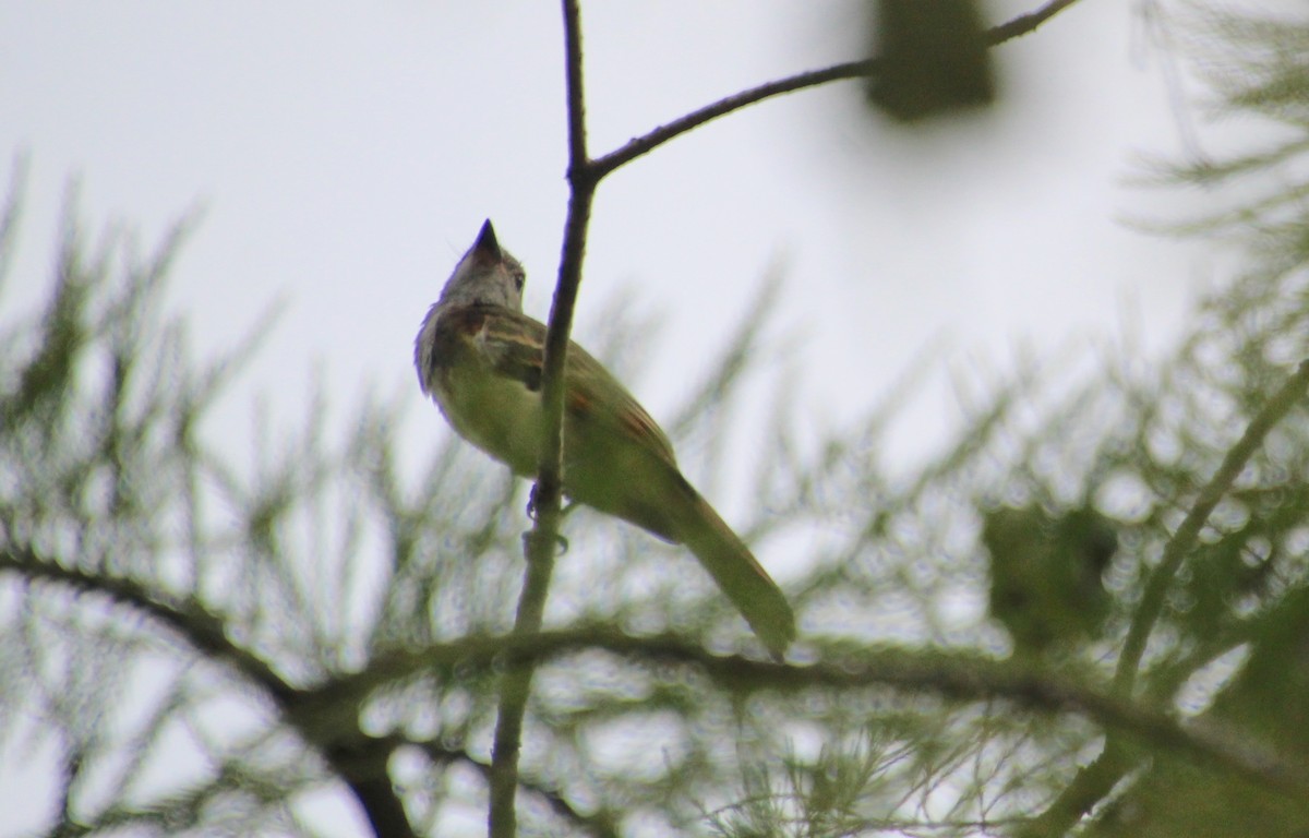 Great Crested Flycatcher - ML621905523