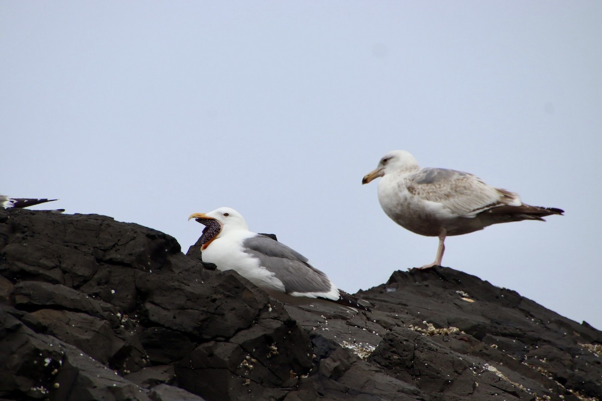Western Gull - ML621905544