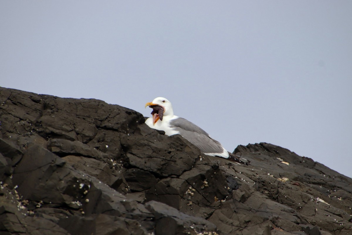 Western Gull - ML621905545