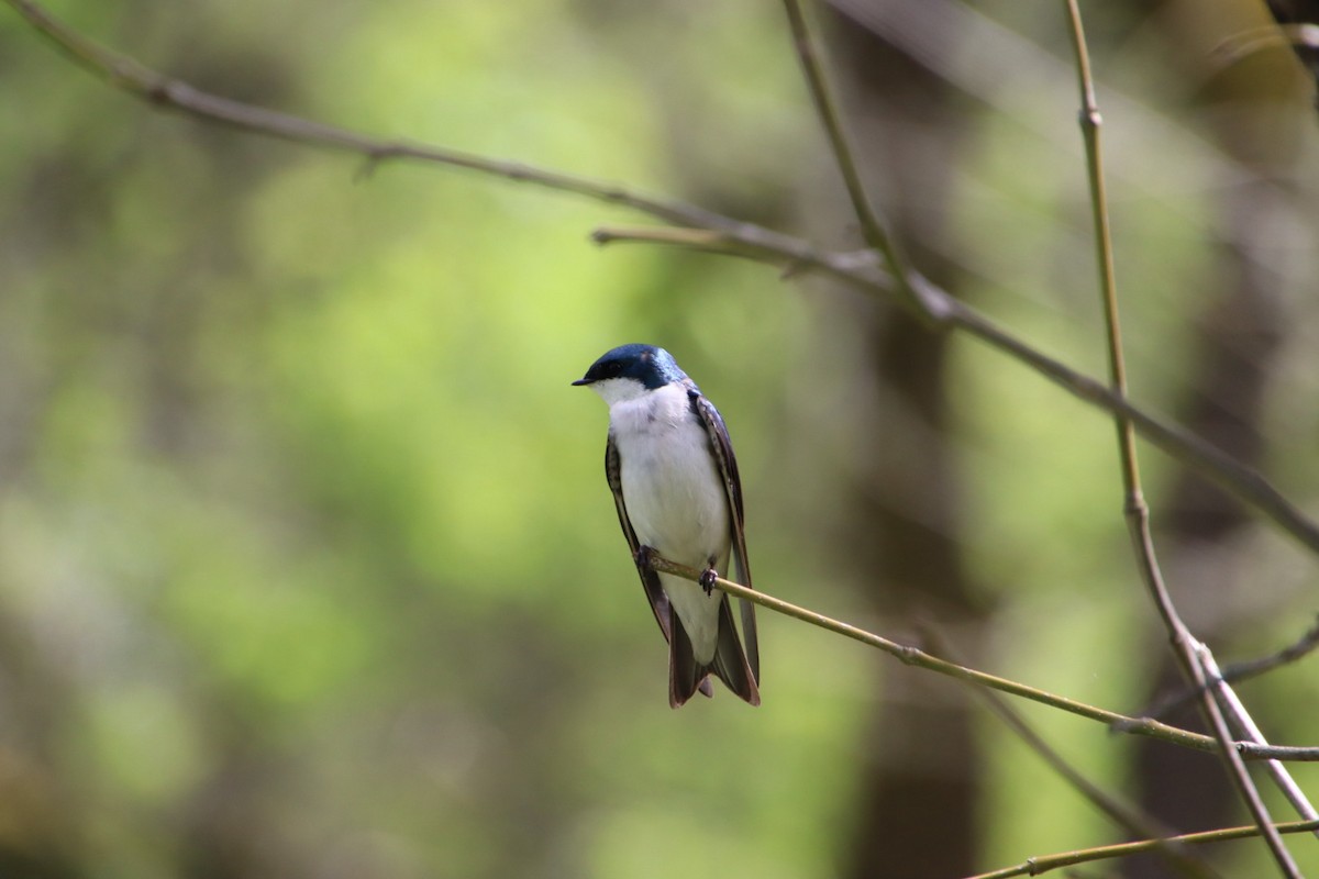 Tree Swallow - ML621905554
