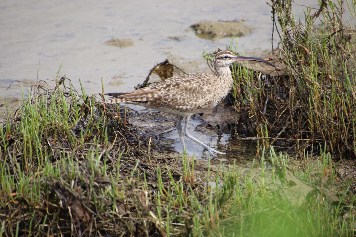 Hudsonian Whimbrel - ML621905573