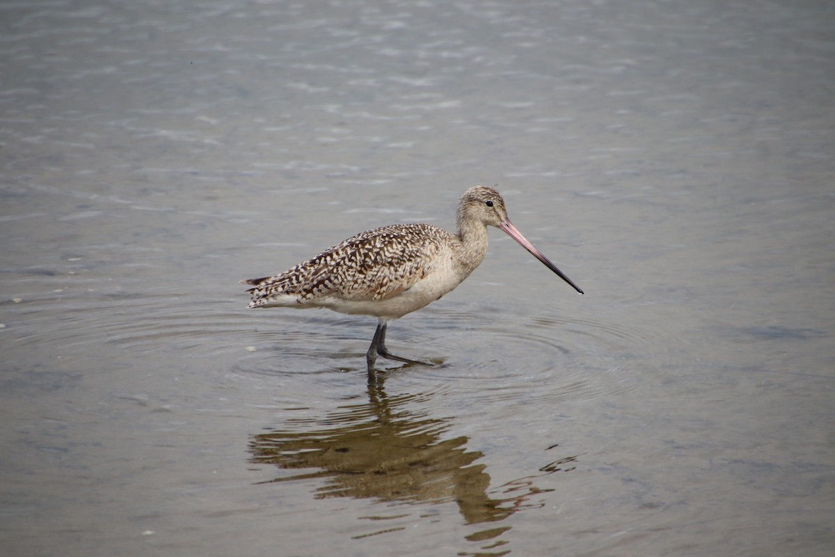Marbled Godwit - ML621905576