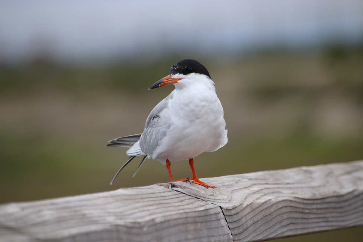 Forster's Tern - ML621905579