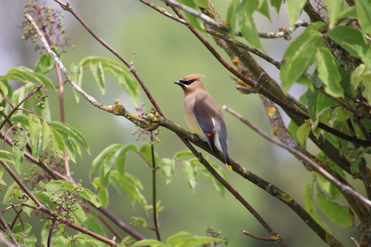Cedar Waxwing - ML621905594