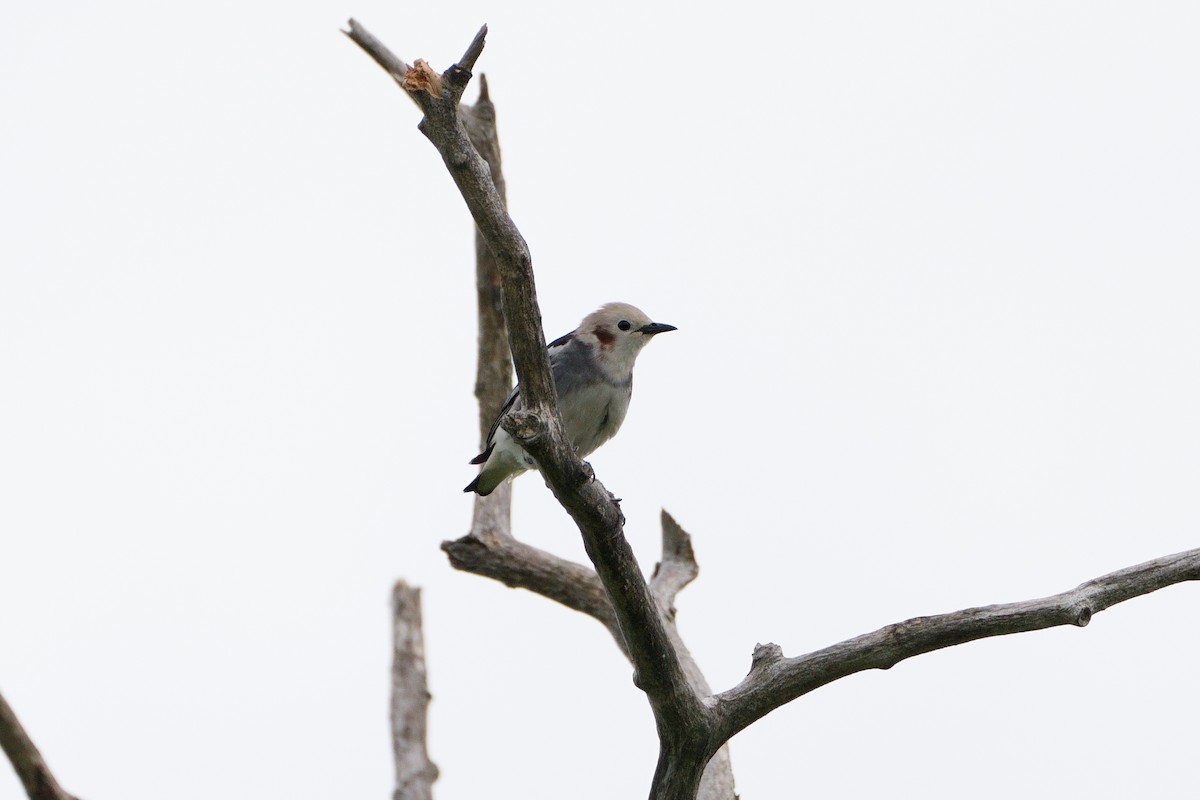 Chestnut-cheeked Starling - ML621905602