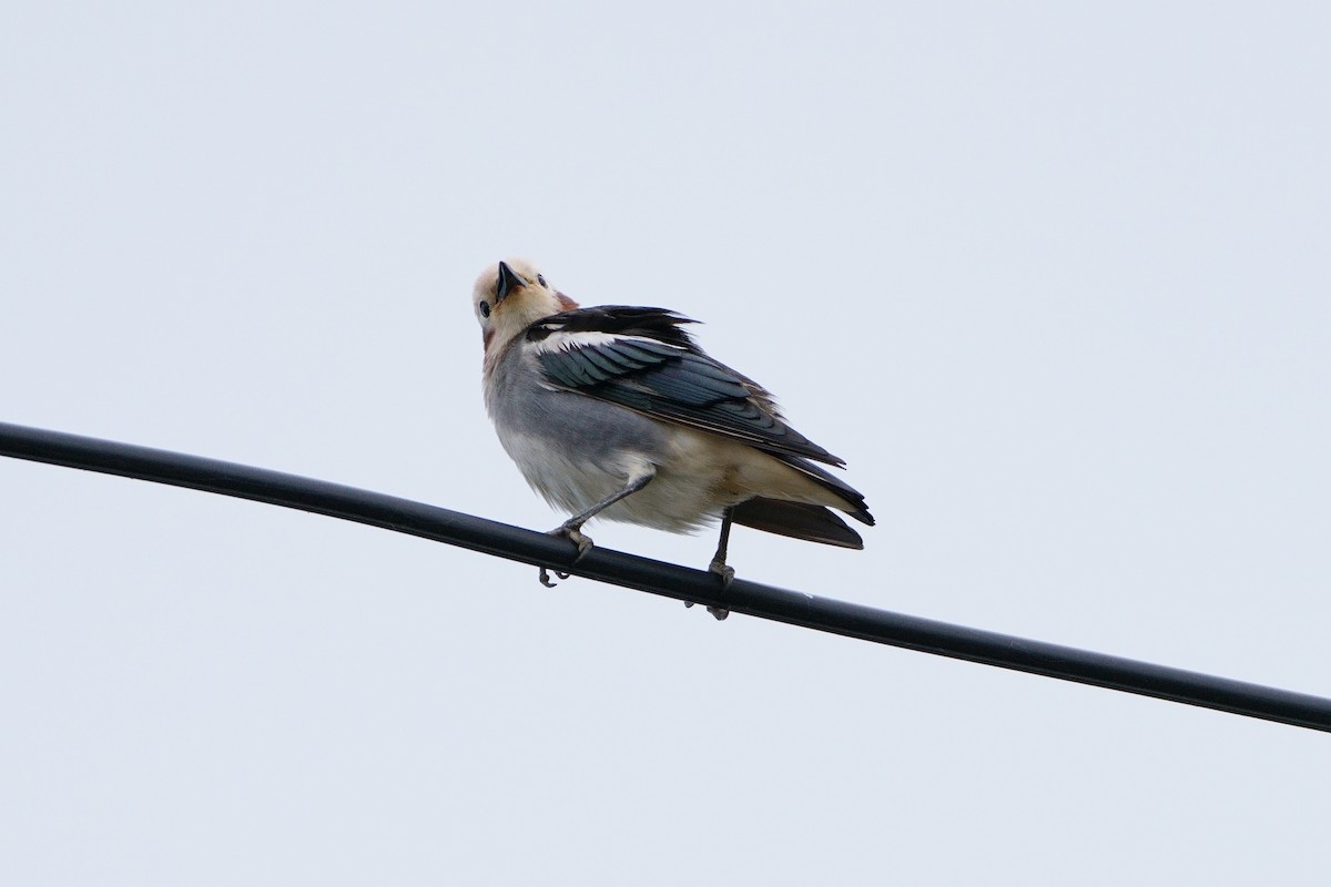 Chestnut-cheeked Starling - Doug McEachern