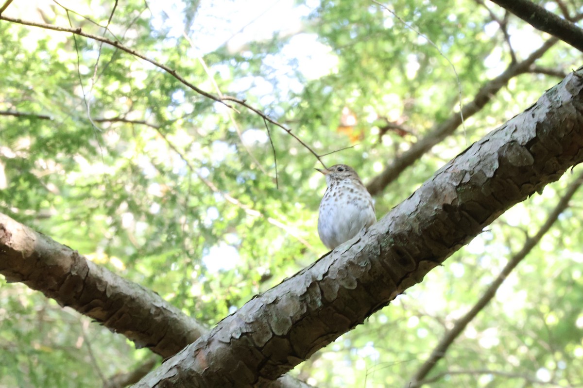 Hermit Thrush - ML621905626