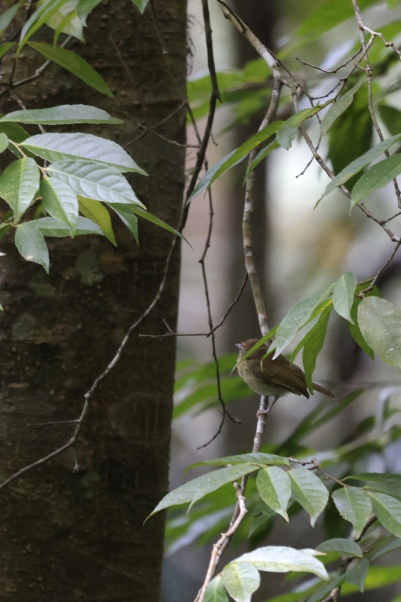 Tawny-crowned Greenlet - ML621905709