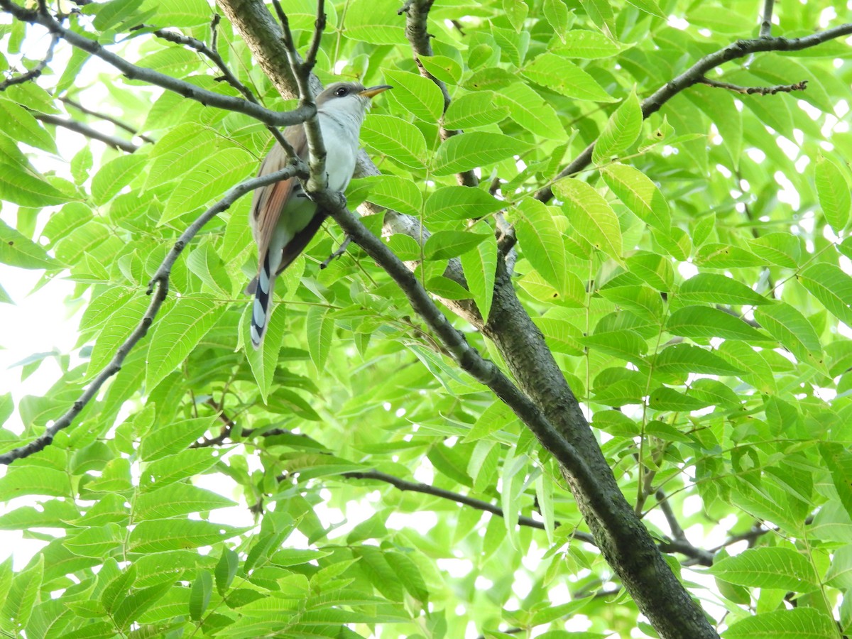 eBird Checklist - 27 Jul 2024 - Miesville Ravine Park Reserve--Trout ...