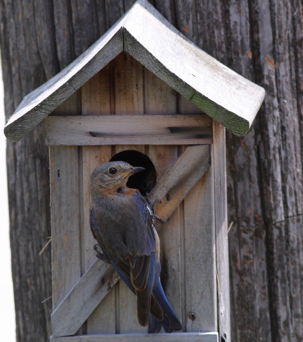 Eastern Bluebird - ML621905770