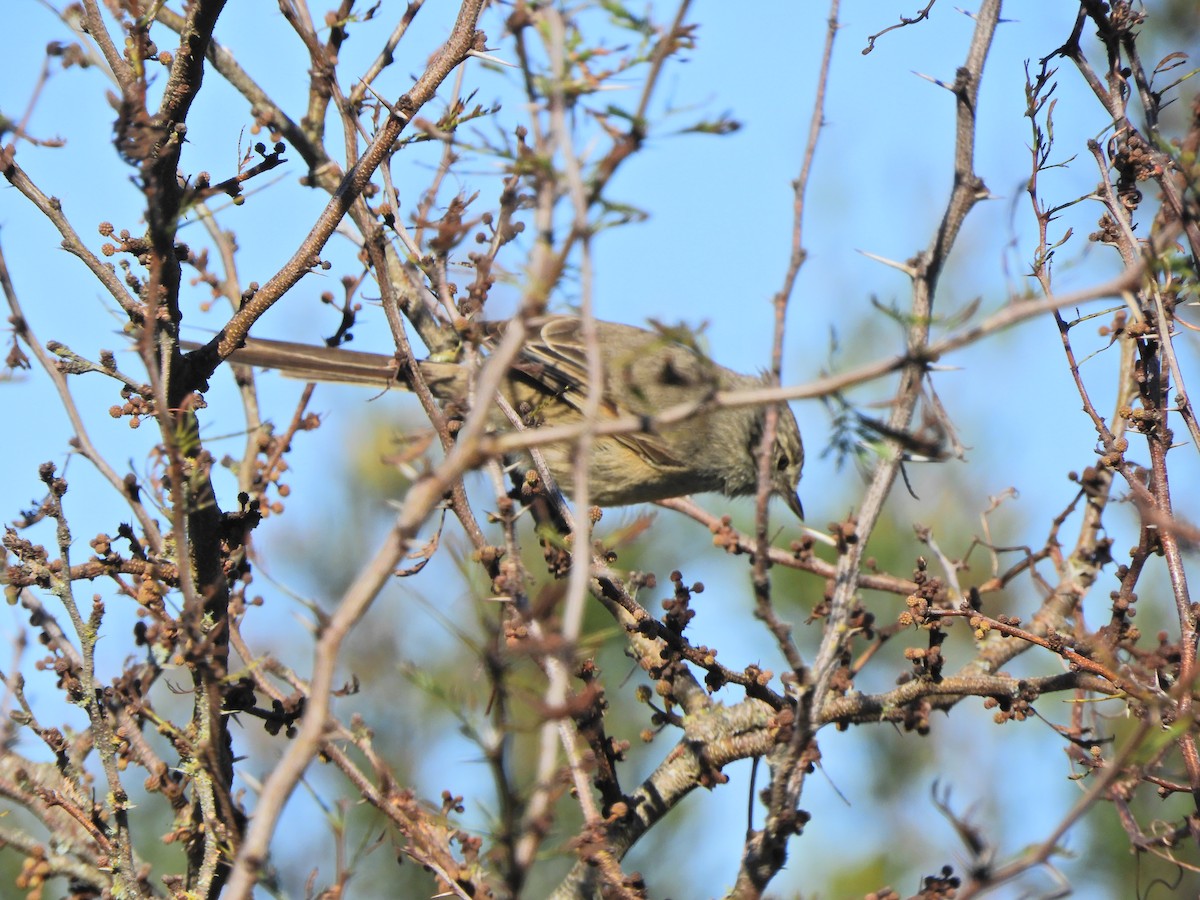 Tufted Tit-Spinetail - ML621905857