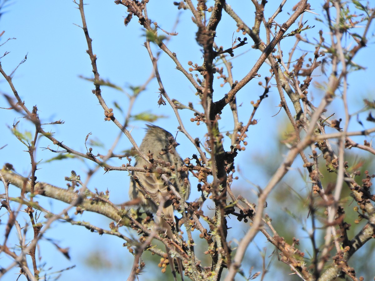 Tufted Tit-Spinetail - ML621905858