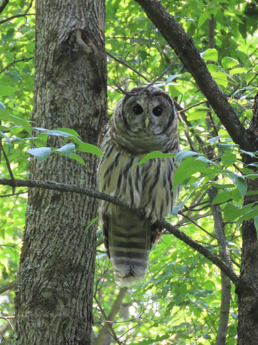 Barred Owl - ML621905886